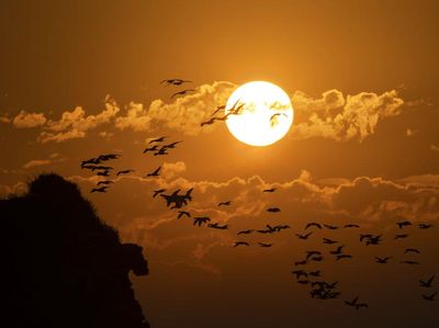 Burung Saja Ingat Pulang