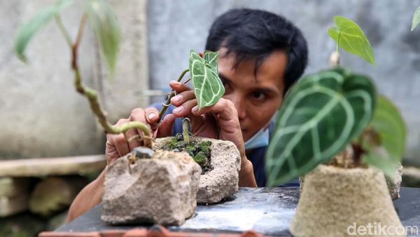 Melihat Budidaya Tanaman Anthurium