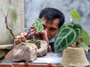 Melihat Budidaya Tanaman Anthurium