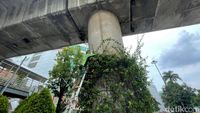 Pemangkasan Tanaman yang Sudah Gondrong di Flyover Antasari Jaksel