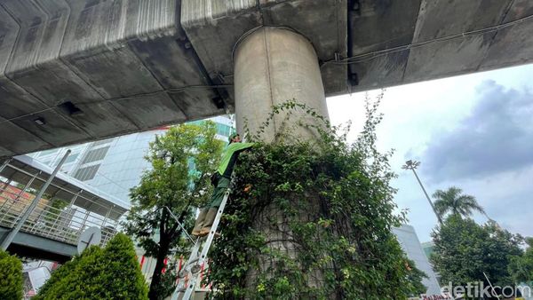 Pemangkasan Tanaman yang Sudah Gondrong di Flyover Antasari Jaksel
