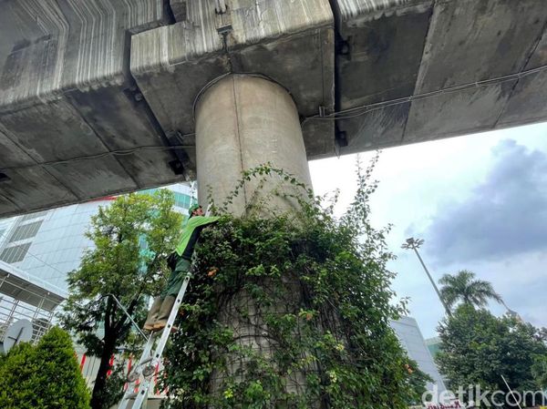 Pemangkasan Tanaman yang Sudah Gondrong di Flyover Antasari Jaksel