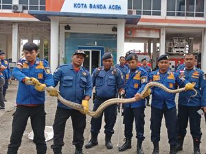 Hiii...Ular Piton 4 Meter Muncul di Halaman Rumah Banda Aceh