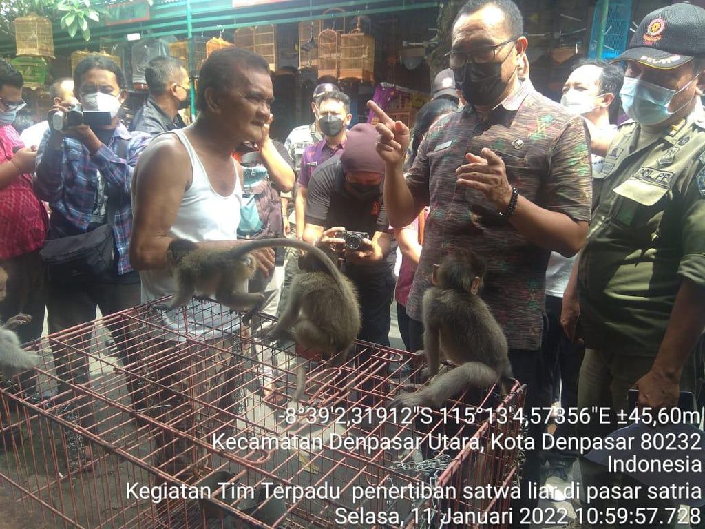 7 Kera Ekor Panjang Dijual Secara Ilegal di Pasar Satria Bali
