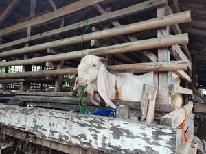 Misteri Jagal Domba Depok Sisakan Jeroan Ternyata Sudah Berkali-kali Misteri Jagal Domba Depok Sisakan Jeroan Ternyata Sudah Berkali-kali