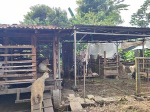 8 Ekor Domba di Depok Dijagal Maling, Pemilik Sudah 3 Kali Kecurian 8 Ekor Domba di Depok Dijagal Maling, Pemilik Sudah 3 Kali Kecurian