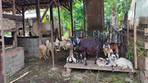Potret Ternak Kambing Warga Depok, Sebagian Dicuri dan Dijagal di Tempat