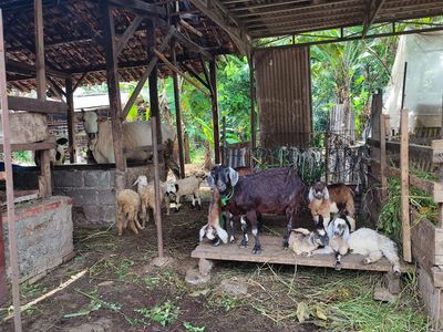 Potret Ternak Kambing Warga Depok, Sebagian Dicuri dan Dijagal di Tempat