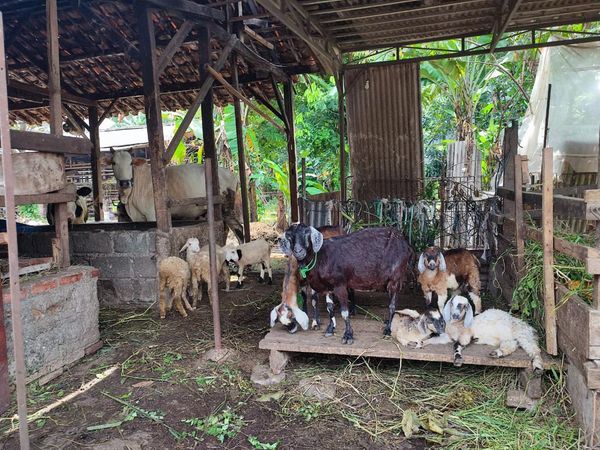 Potret Ternak Kambing Warga Depok, Sebagian Dicuri dan Dijagal di Tempat