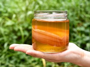 Teh Kombucha Hasil Fermentasi Jamur, Apakah Halal Dikonsumsi Muslim? Teh Kombucha Hasil Fermentasi Jamur, Apakah Halal Dikonsumsi Muslim?