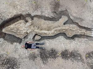 Fosil Naga Laut 180 Juta Tahun Ditemukan di Inggris, Terbesar dan Terlengkap