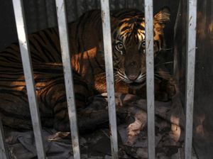 Harimau Sumatera yang Bikin Resah Warga Ditangkap