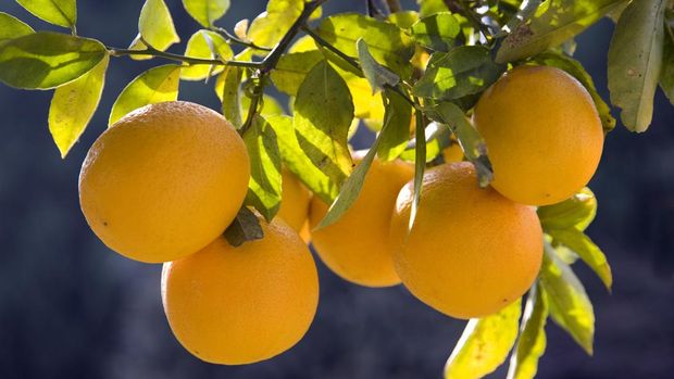 Meyer lemons are a prized gourmet citrus fruit, with very thin skin and full of juice. When mature, they are golden yellow, almost orange; hence the color of these photos is accurate. This tree is in my mother's backyard in Southern California. In my portfolio, I also have a photo of a pair of lemons, and of a single cut lemon. Botanically, Meyer lemons are a cross between a lemon and an orange.