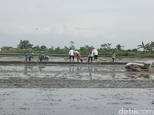 Momen Bupati Klaten Digandeng Mentan Syahrul Gegara Terjebak Lumpur