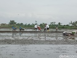 Momen Bupati Klaten Digandeng Mentan Syahrul Gegara Terjebak Lumpur