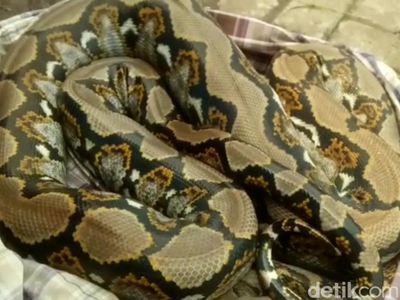 Ngeri! Sanca Kembang 3 Meter Nongol saat Sungai Dibersihkan