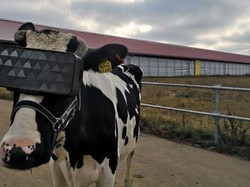 Canggih! Pakai Kacamata VR, Sapi di Peternakan Ini Hasilkan Lebih Banyak Susu