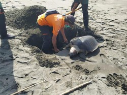 Bangkai Penyu Ditemukan di Pesisir Kulon Progo, Begini Kondisinya