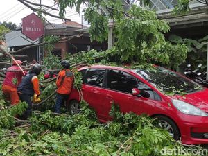 Pohon Tumbang Timpa 3 Mobil di Semarang