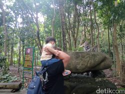 Perhatikan! 5 Hal Ini Dilarang Saat Liburan di Monkey Forest Ubud