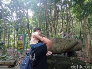 Sacred Monkey, Hutan Monyet Paling Favorit di Ubud Sacred Monkey, Hutan Monyet Paling Favorit di Ubud