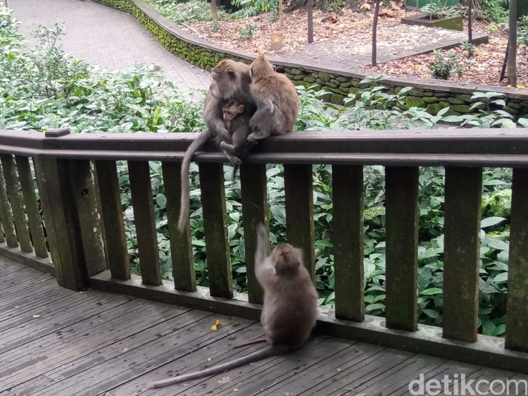 Sacred Monkey Forest Ubud: Pesona Hijau dan Monyet Menggemaskan Menanti