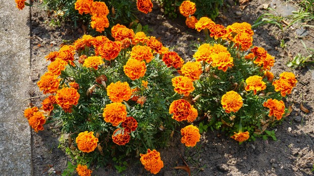 Bunga marigold yang bisa dipilih sebagai koleksi tanaman hias di 2022.