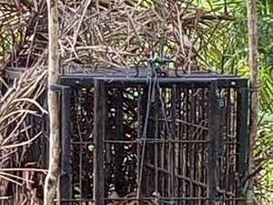 Bikin Resah Warga Agam, Harimau Sumatera Ditangkap Petugas BKSDA