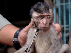 Jabar Hari Ini: Aksi Sadis Pria di Tasik Siksa Mati Bayi Monyet demi Konten
