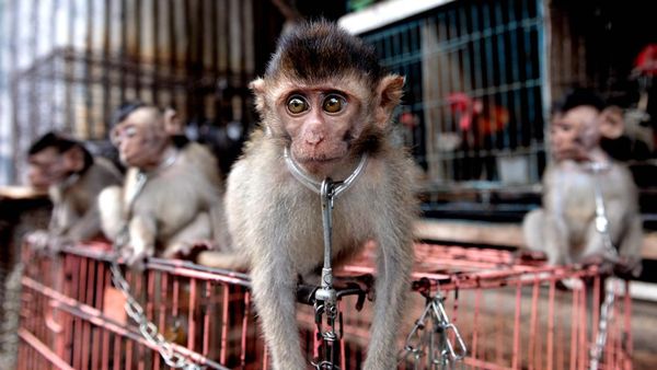 Kasihan, 7 Kera Ekor Panjang Ini Dijual Ilegal di Bali