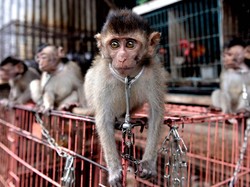 Indonesia Penghasil Konten Kekerasan Hewan, Animal Defenders: Memalukan