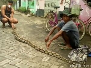 Ular Sanca Terciduk Ekskavator Saat Bersihkan Sampah Sungai di Pasuruan