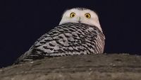 Potret Burung Hantu Langka yang Muncul di Washington DC