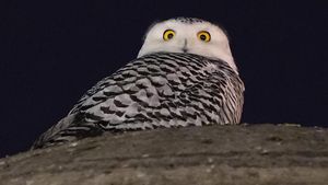 Potret Burung Hantu Langka yang Muncul di Washington DC