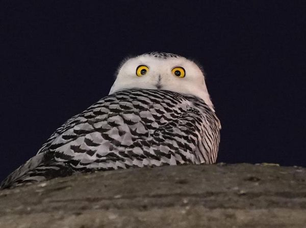 Potret Burung Hantu Langka yang Muncul di Washington DC
