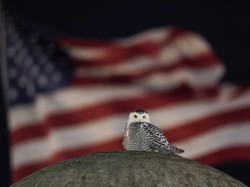 Langka! Sejak Awal Januari, Burung Hantu Salju Muncul di Washington DC!