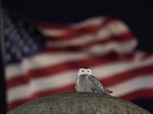 Langka! Sejak Awal Januari, Burung Hantu Salju Muncul di Washington DC! Langka! Sejak Awal Januari, Burung Hantu Salju Muncul di Washington DC!