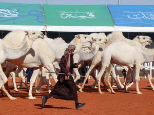 Hotel Mewah di Tengah Padang Pasir Ini untuk... Unta