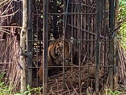 Harimau Sumatra Diselamatkan, Kini Diobservasi di Pusat Rehabilitasi