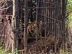 Harimau Sumatra Diselamatkan, Kini Diobservasi di Pusat Rehabilitasi Harimau Sumatra Diselamatkan, Kini Diobservasi di Pusat Rehabilitasi