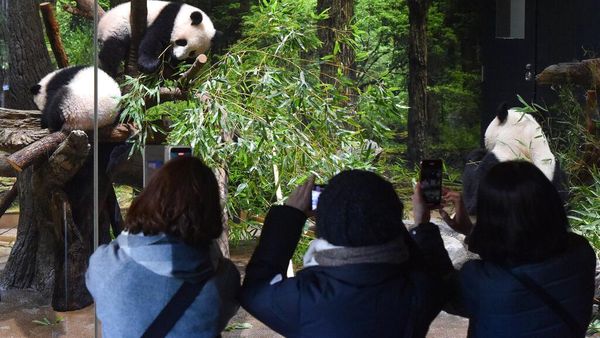 Lucu, Bayi Panda Kembar Tampil Perdana di Kebun Binatang Tokyo