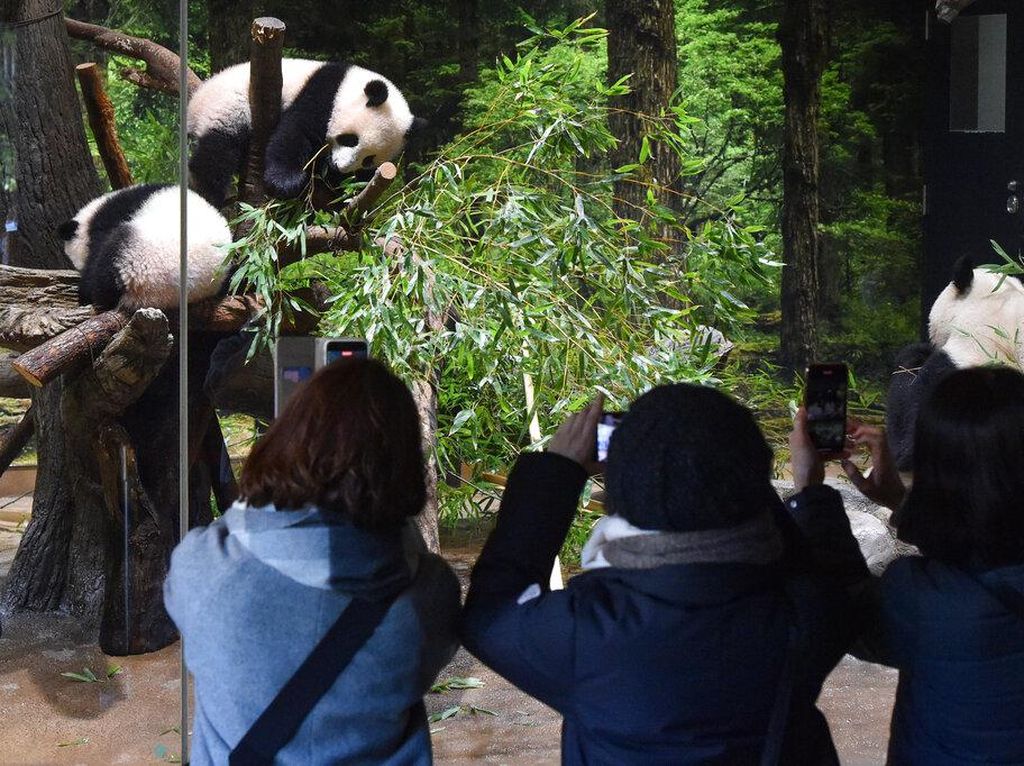 Lucu, Bayi Panda Kembar Tampil Perdana di Kebun Binatang Tokyo