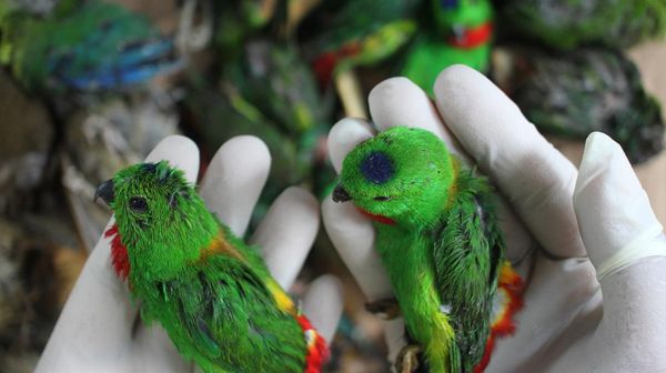 Kasihan! Burung Ini Mati saat Diselundupkan