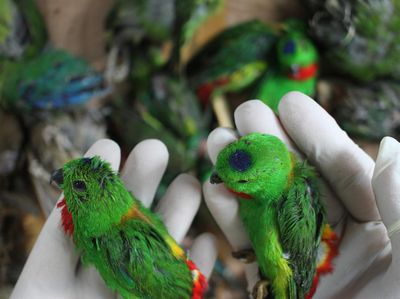 Kasihan! Burung Ini Mati saat Diselundupkan