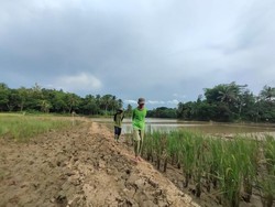 Sawah Tercemari Limbah Tambang Pasir, Petani Lebak Tuntut Perbaikan