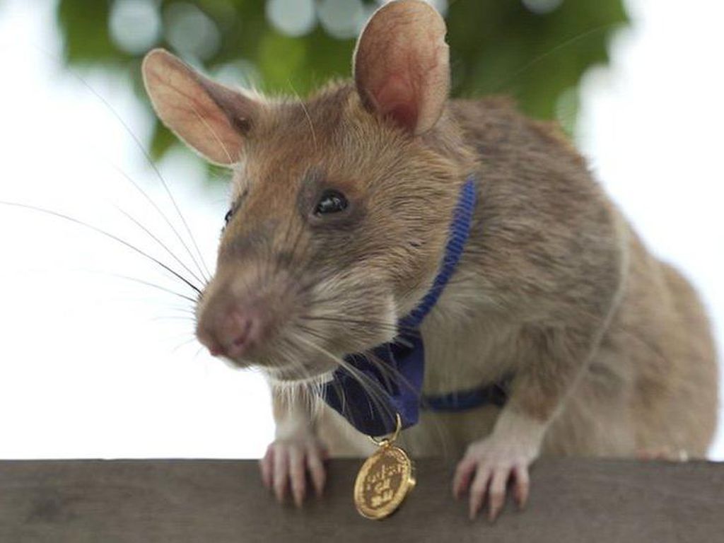 Magawa Tikus Pendeteksi Ranjau Telah Mati pada Usia 8 Tahun