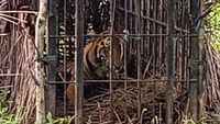 Penampakan Harimau Sumatera yang Diselamatkan BKSDA Sumbar