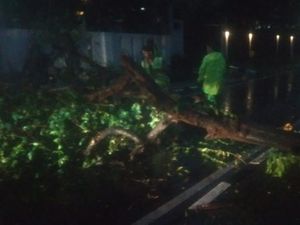 Hujan Disertai Angin Kencang Sebabkan Pohon Tumbang di Menteng Jakpus
