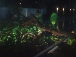 Hujan Disertai Angin Kencang Sebabkan Pohon Tumbang di Menteng Jakpus