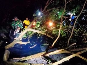 Pohon Tumbang di Trenggalek Timpa Pengendara Motor hingga Dilarikan ke RS